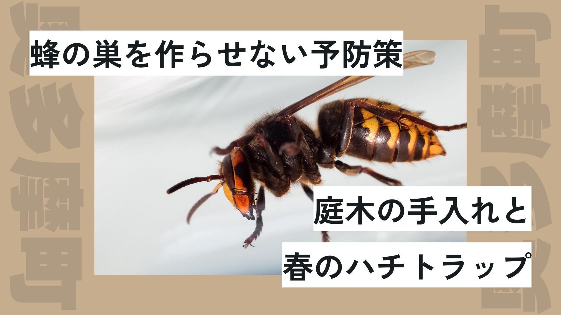 奥多摩町で蜂の巣を作らせない予防策｜庭木の手入れと春のハチトラップ