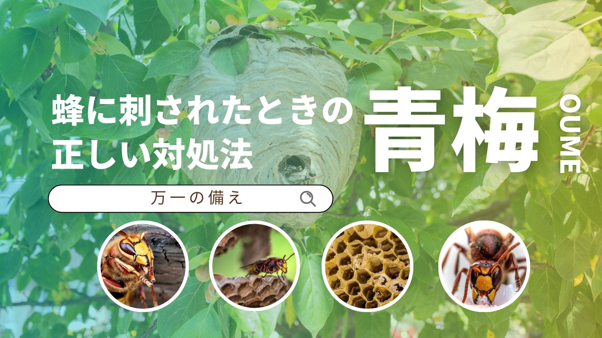 蜂に刺されたときの正しい対処法｜青梅市で万一の備え