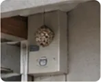 住宅の玄関軒下にある小さなアシナガバチの巣