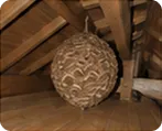 屋根裏や高所にあるスズメバチの巣