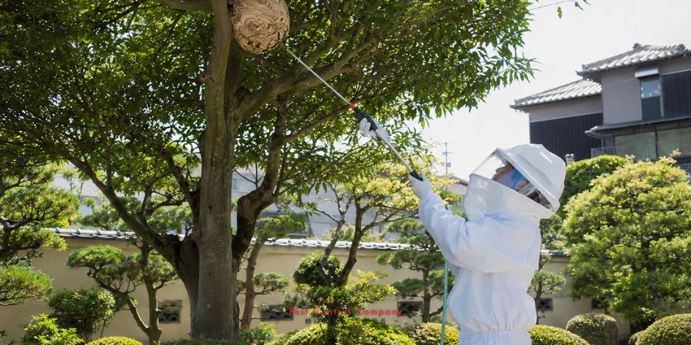 八王子市長房町の木の上にできたスズメバチの巣を駆除する作業員