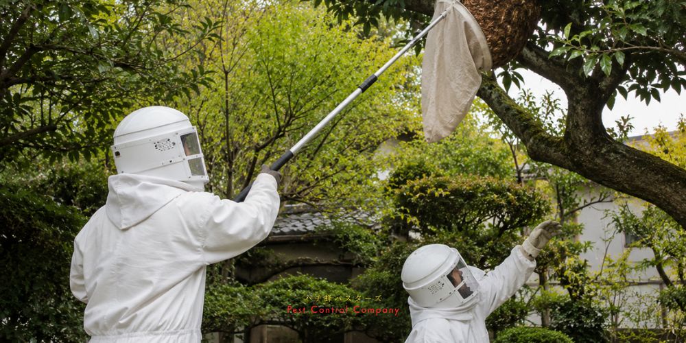 八王子市上川町の庭木にできたスズメバチの巣を専用ネットで駆除する作業風景