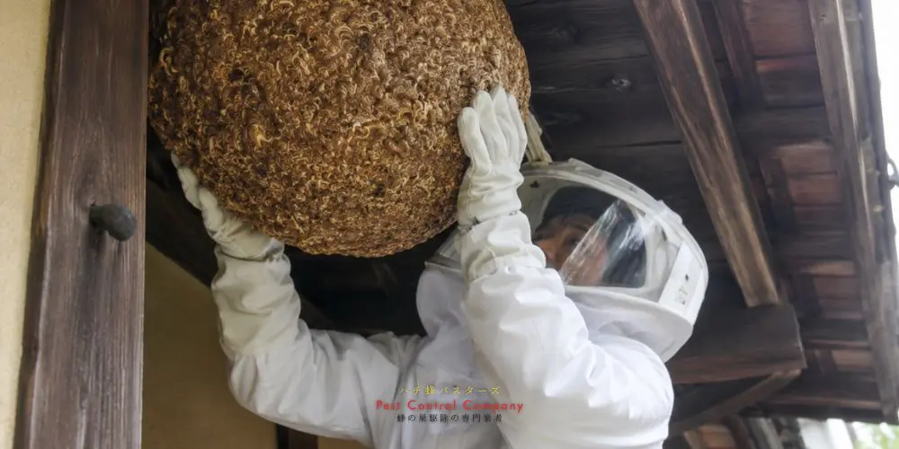 立川市で住宅軒下にできた大きな蜂の巣を防護服姿の作業員が取り外している様子