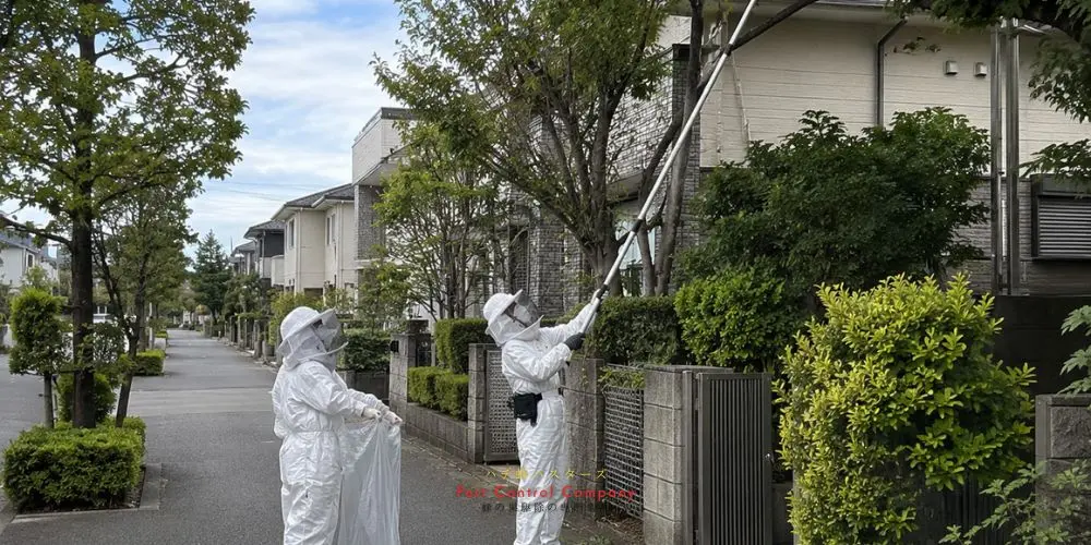 昭島市の庭木に作られた大型の蜂の巣を撤去