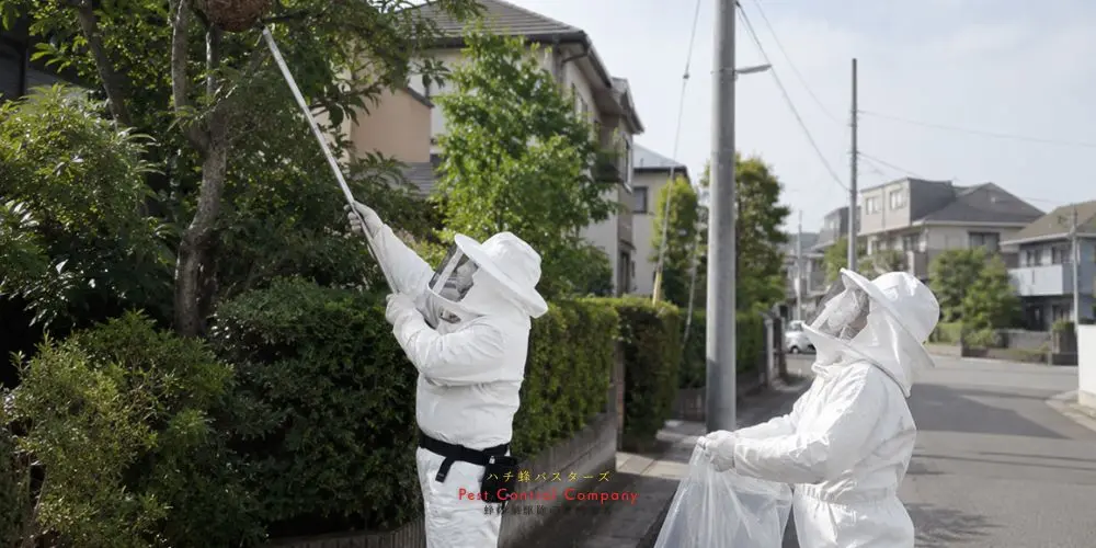 福生市の庭木にできた蜂の巣の撤去作業