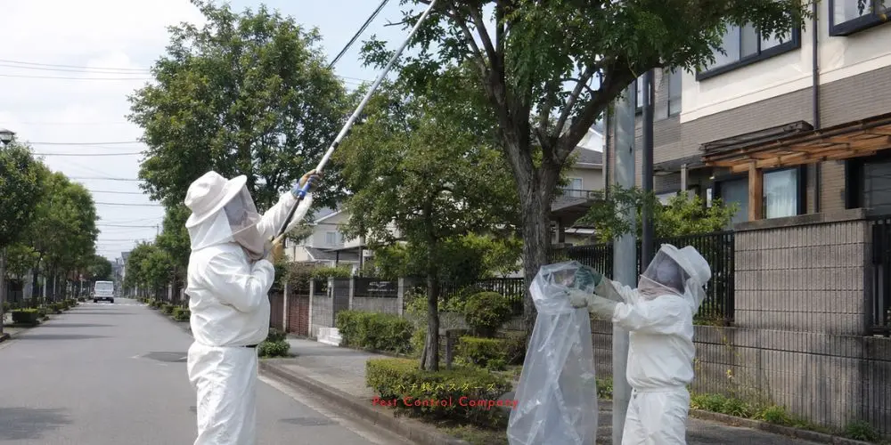 福生市の庭木にできた蜂の巣の回収作業