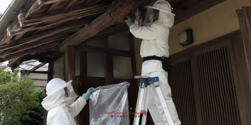 福生市で回収した大型蜂の巣の撤去