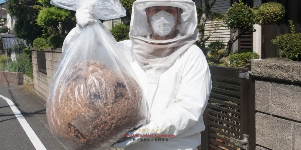 福生市で撤去した蜂の巣の袋詰め作業