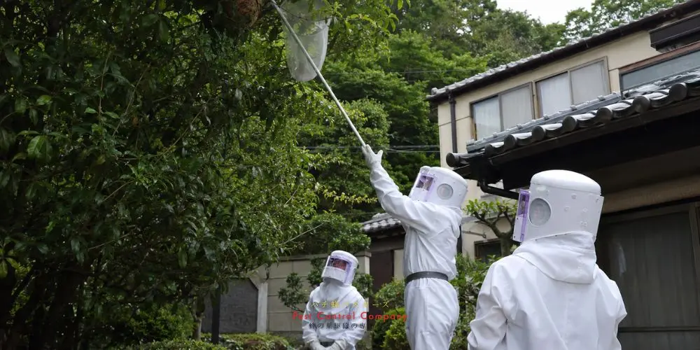 福生市で撤去した大型蜂の巣の回収写真