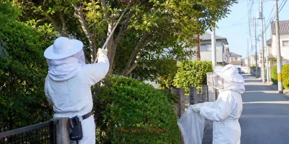 福生市の軒下にできた大型蜂の巣へのスプレー処理