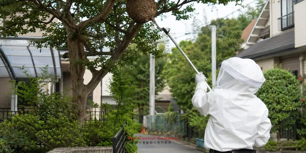 東久留米市の住宅軒下にできた大型の蜂の巣を撤去