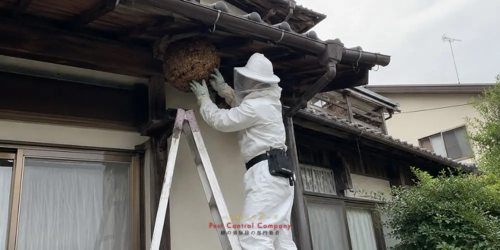 東村山市の軒下で行う蜂の巣撤去作業