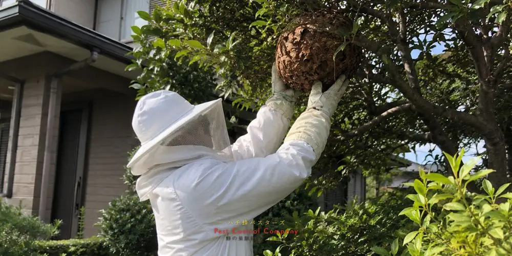 東村山市の庭木にある蜂の巣を取り除く作業