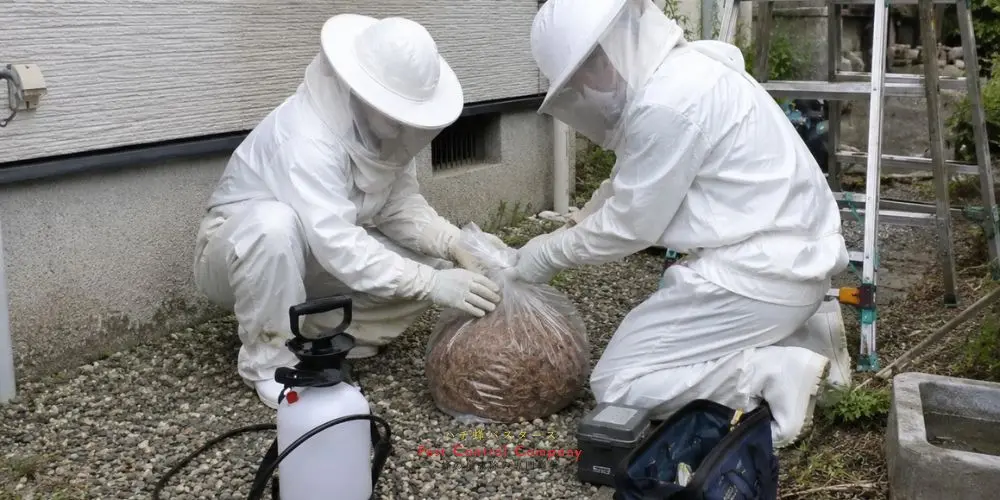 東村山市の庭木にできた蜂の巣駆除作業
