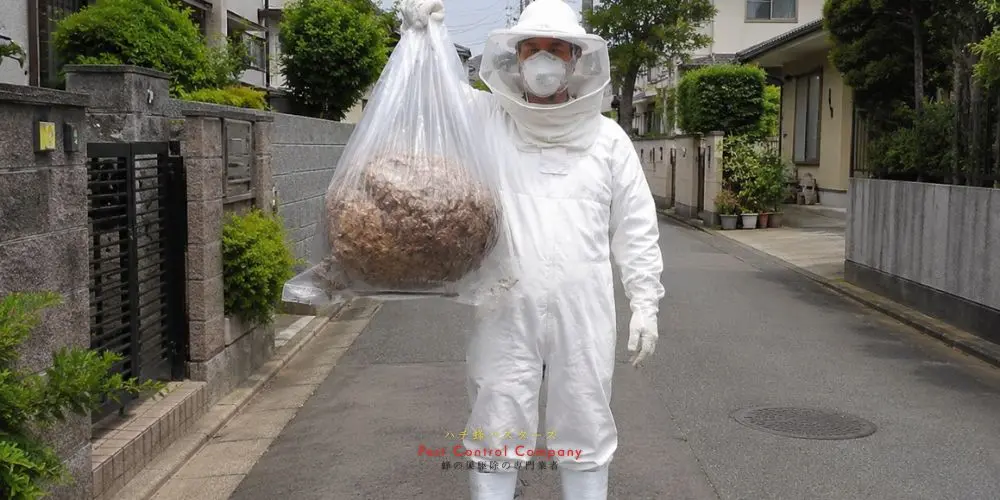 日野市で回収した蜂の巣の作業写真