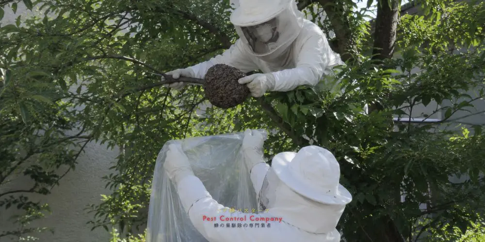 日野市の蜂の巣駆除後の確認作業
