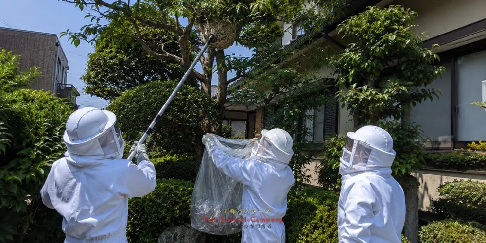 日の出町の住宅軒下にできた大型の蜂の巣を撤去