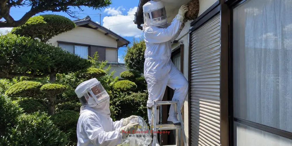 日の出町の庭木にできた高所の蜂の巣を連携して撤去