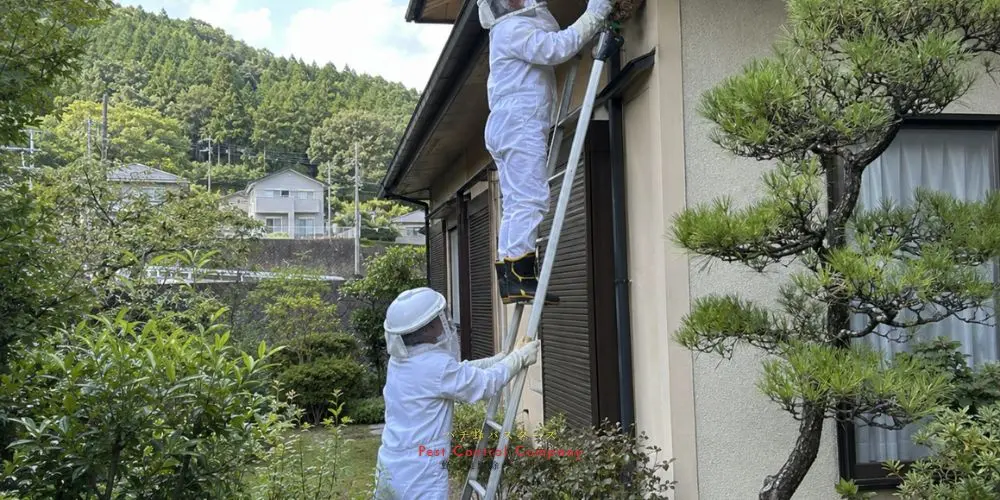 日の出町の住宅軒下にできた蜂の巣をはしごで撤去