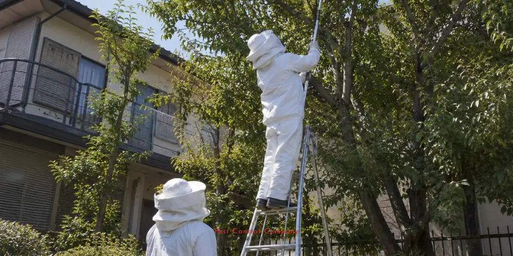 稲城市の住宅軒下にできた蜂の巣を二人で回収する作業