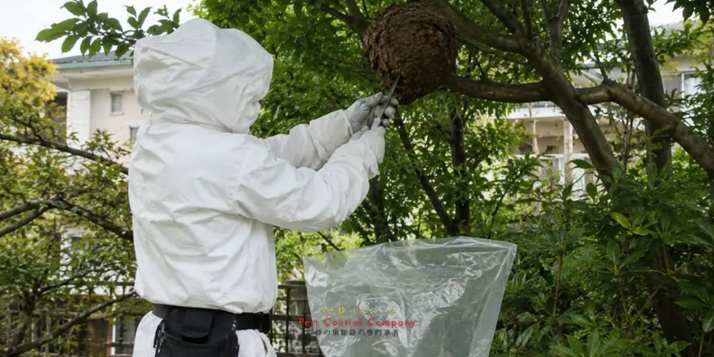 清瀬市の庭木にできた蜂の巣を慎重に取り外す作業