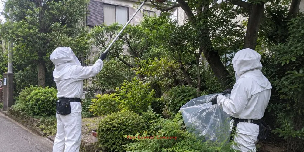 清瀬市の庭木にできた蜂の巣を慎重に切り離し回収