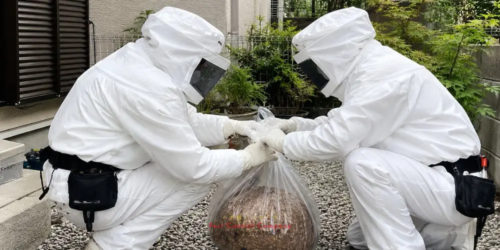 小平市で撤去した蜂の巣の袋詰め作業