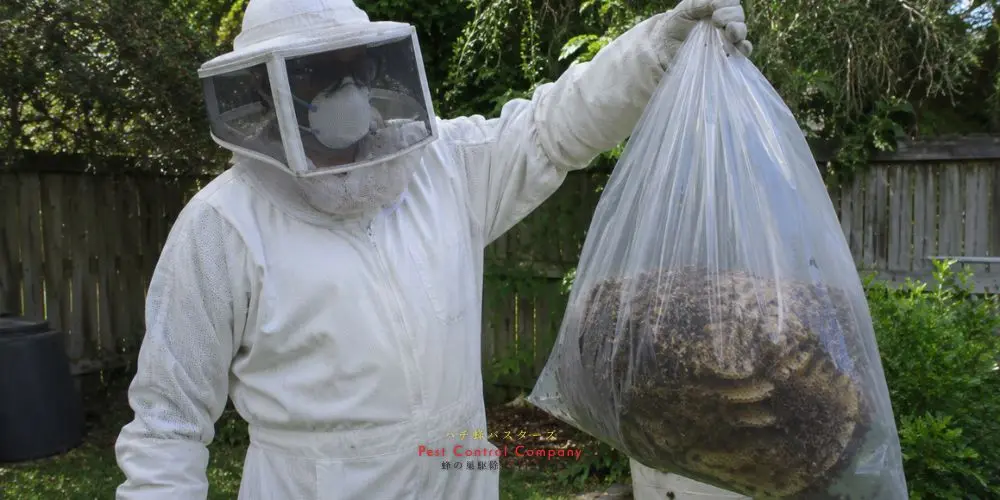 国立市の庭木にできた蜂の巣を二人で撤去する作業