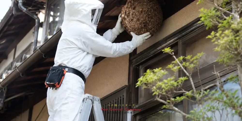 住居にできた蜂の巣撤去