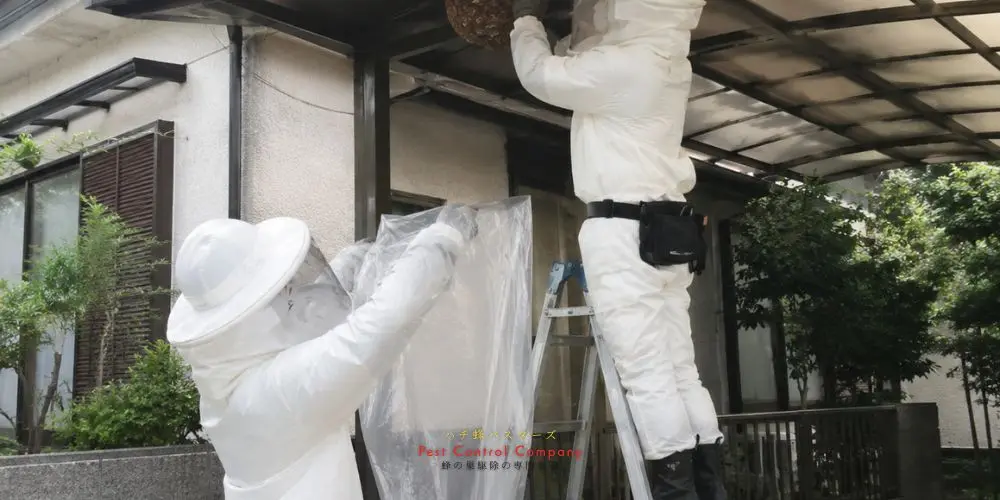 三鷹市の庭木にできた蜂の巣を慎重に取り除く作業