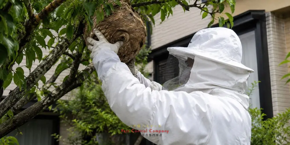 瑞穂町の庭木にできた大型スズメバチの巣を撤去