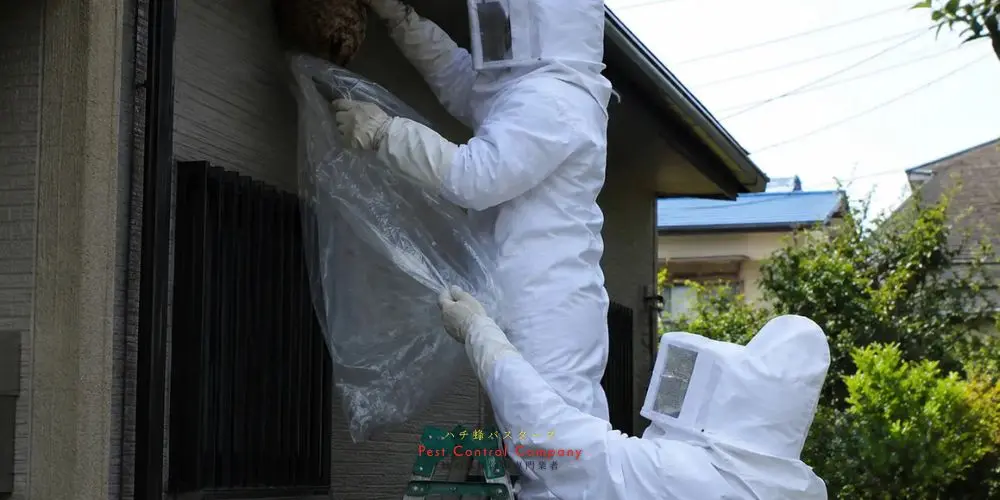武蔵野市で撤去した大型蜂の巣の回収写真