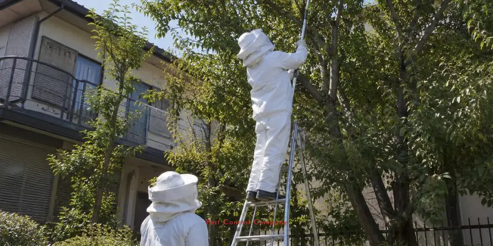 武蔵野市の庭木での蜂の巣回収作業