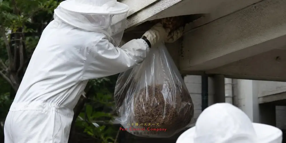 武蔵野市の住宅庭での蜂の巣確認